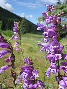 Image of purple Penstemon. Image of purple Penstemon.
