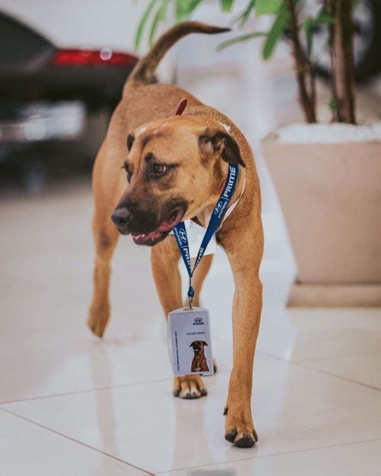 Au Brésil, ce concessionnaire a recruté un chien errant pour devenir sa mascotte