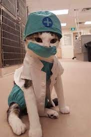 Create meme "cat medic, the cat doctor photos, Olympic cat doctor" -  Pictures - Meme-arsenal.com