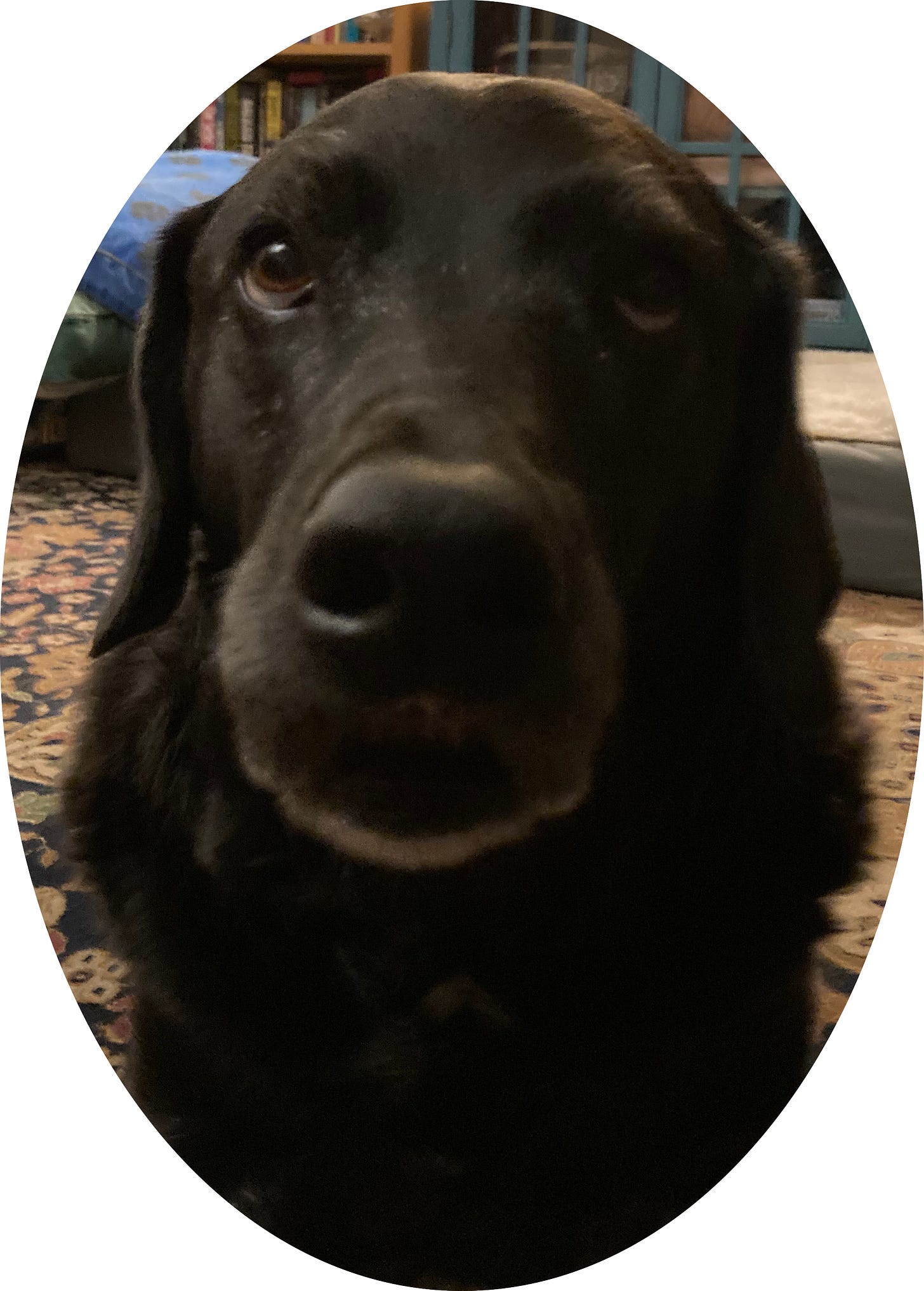 Ande, the black lab, poses looking directly at the camera with her usual grace.