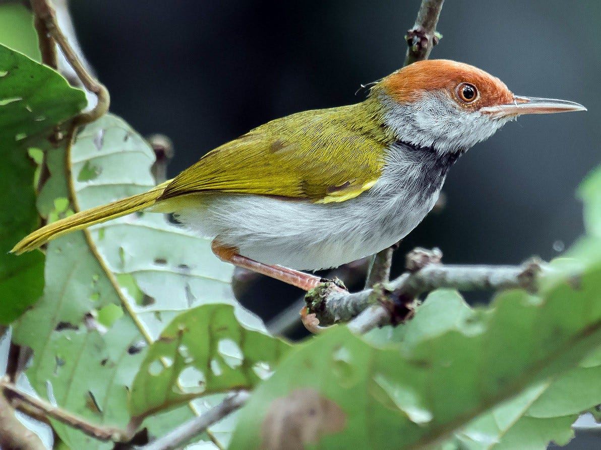 Dark-necked Tailorbird - eBird