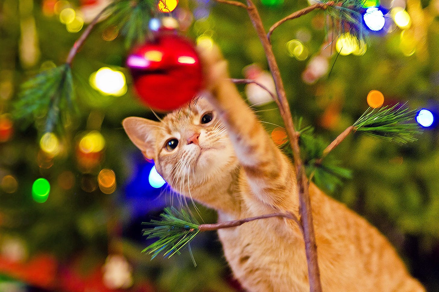 How to Cat-Proof a Christmas Tree | Daily Paws