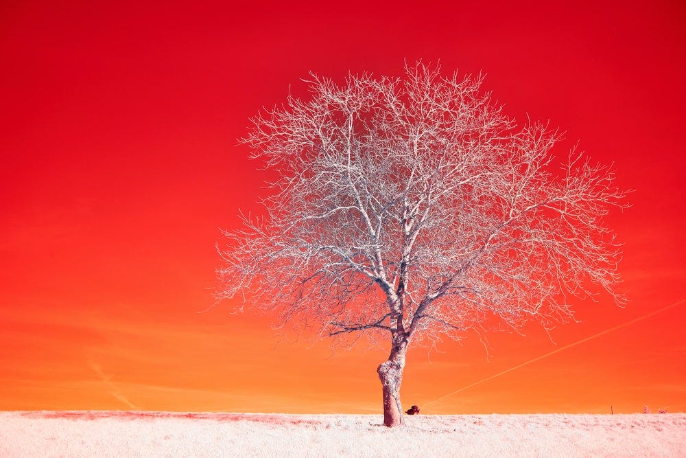 brown bare tree on white sand during daytime