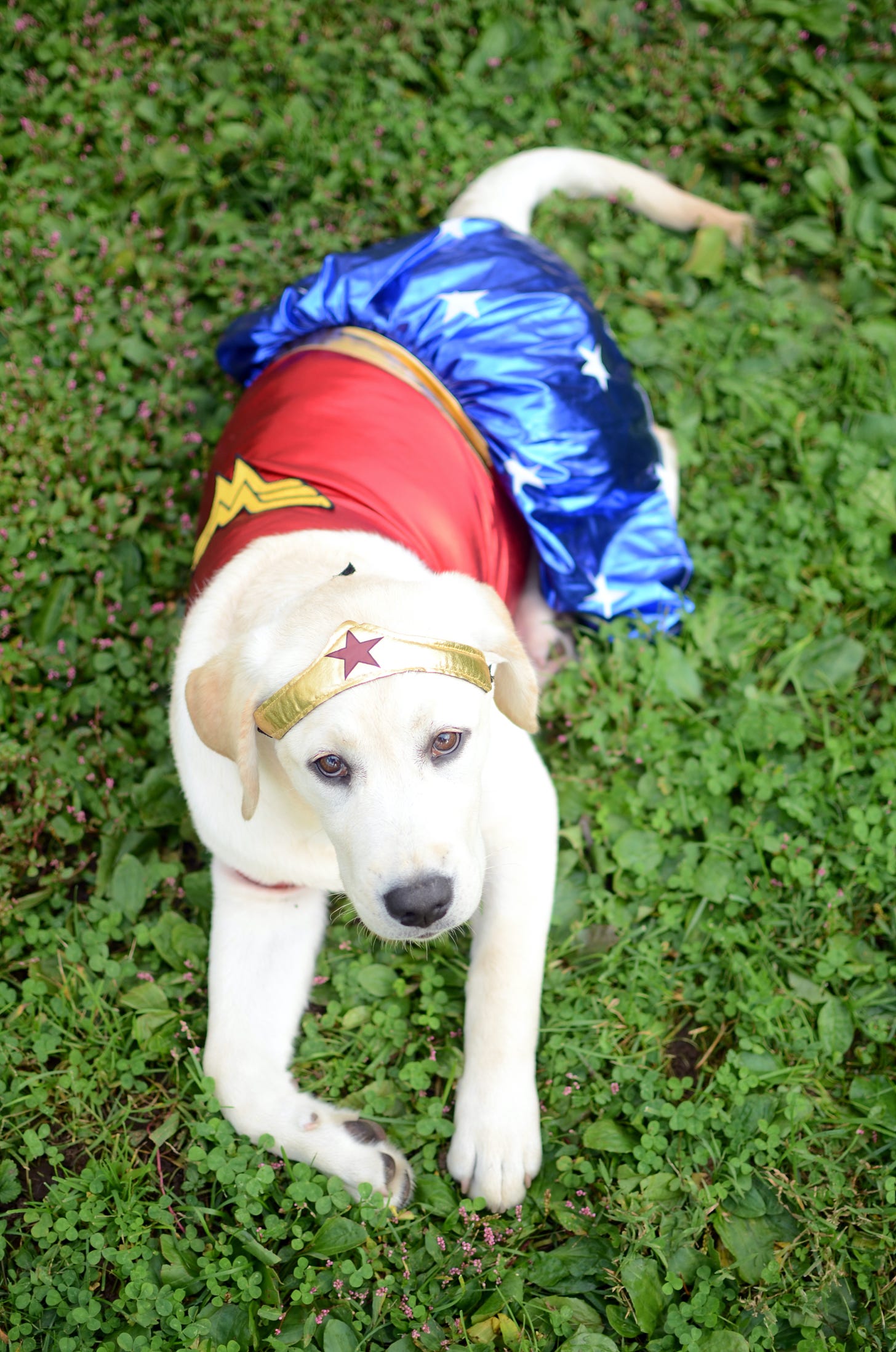 A yellow Labrador retriever puppy in a Wonder Woman costume lays in the grass.