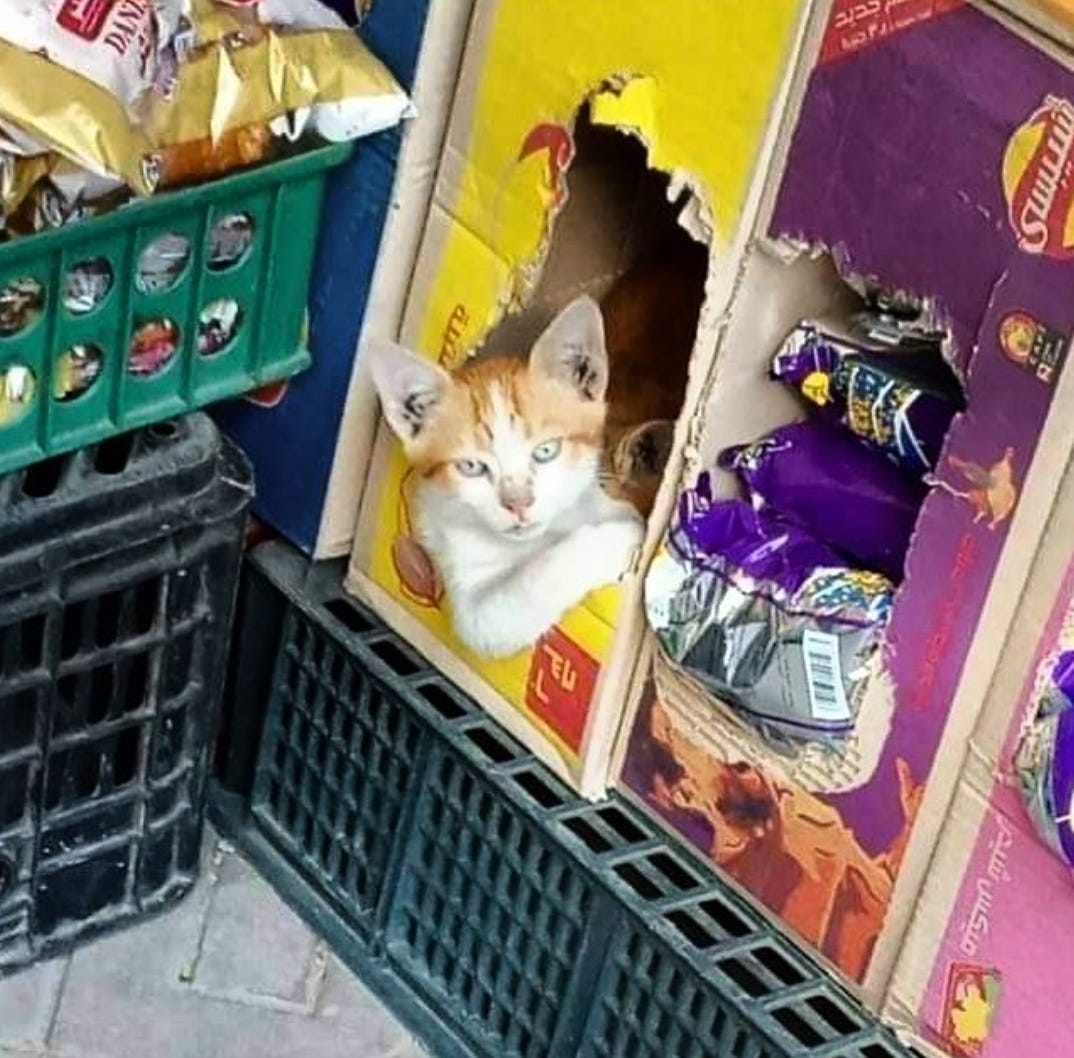 Orange and white kitten with head and one arm leaning out of a box of single-serving chip bags.