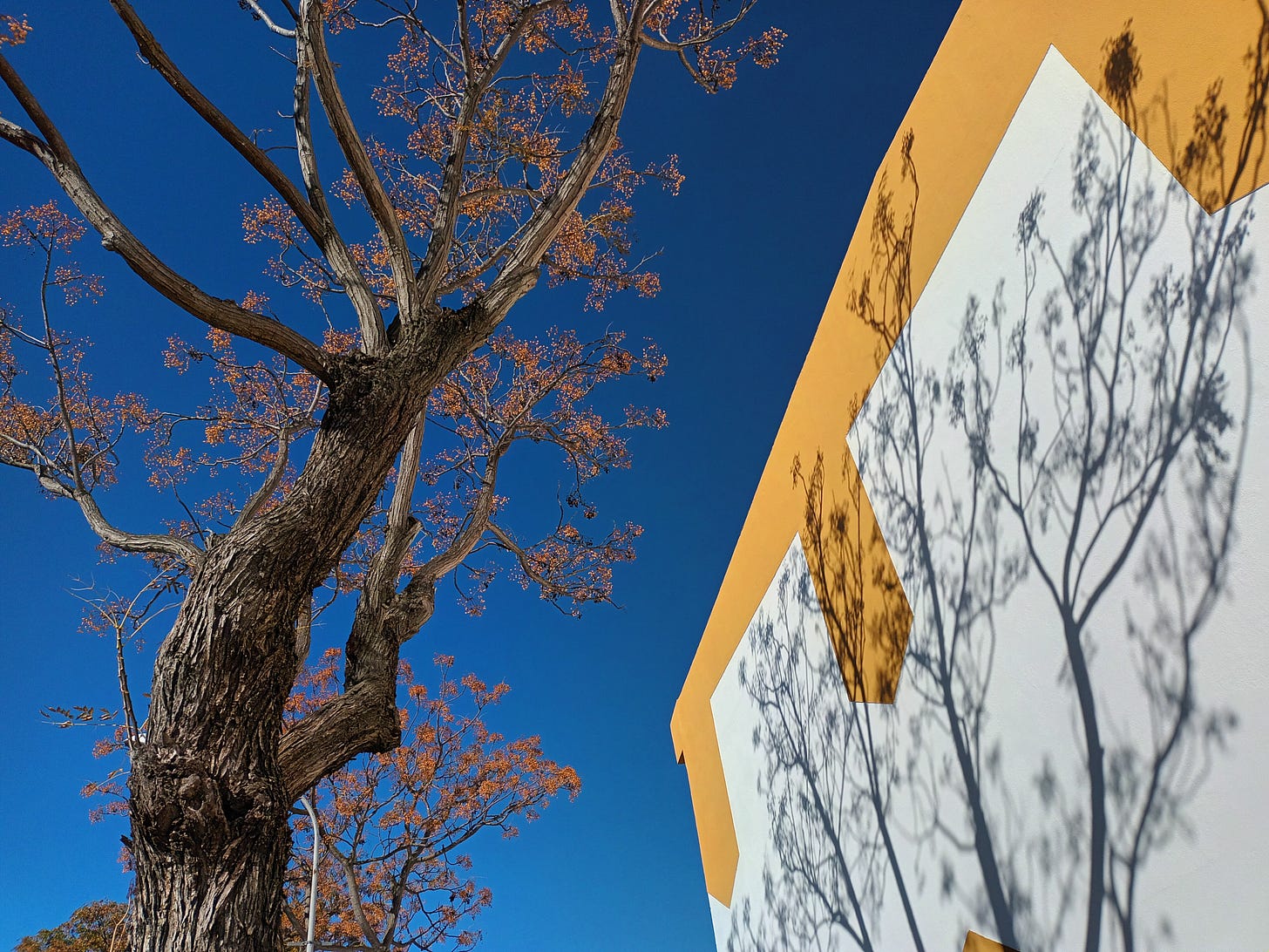 A deep blue sky and the top of a tree with orangey-pink flowering buds. You can see the shadow of the tree against a white and yellow painted wall.