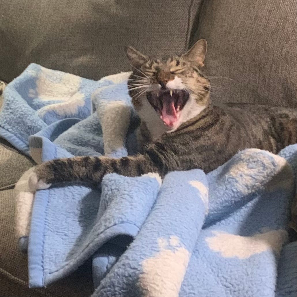 Jimmy in full yawn.