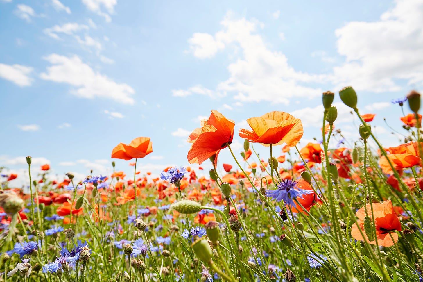 38 Best Summer Flowers - Beautiful Flowers That Bloom All Summer