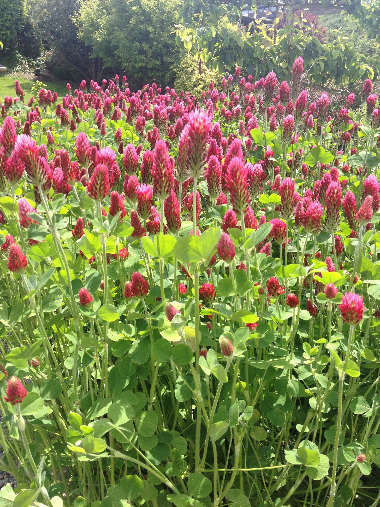 cover crop