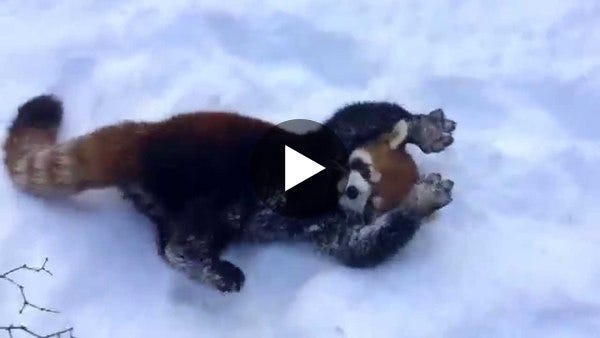 Red Pandas are Having Snow Much Fun - Cincinnati Zoo