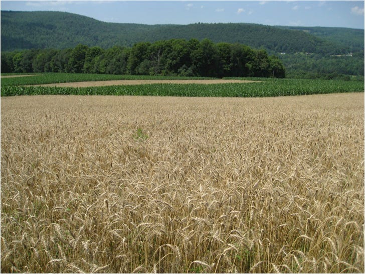 Wheat and corn strips.jpg