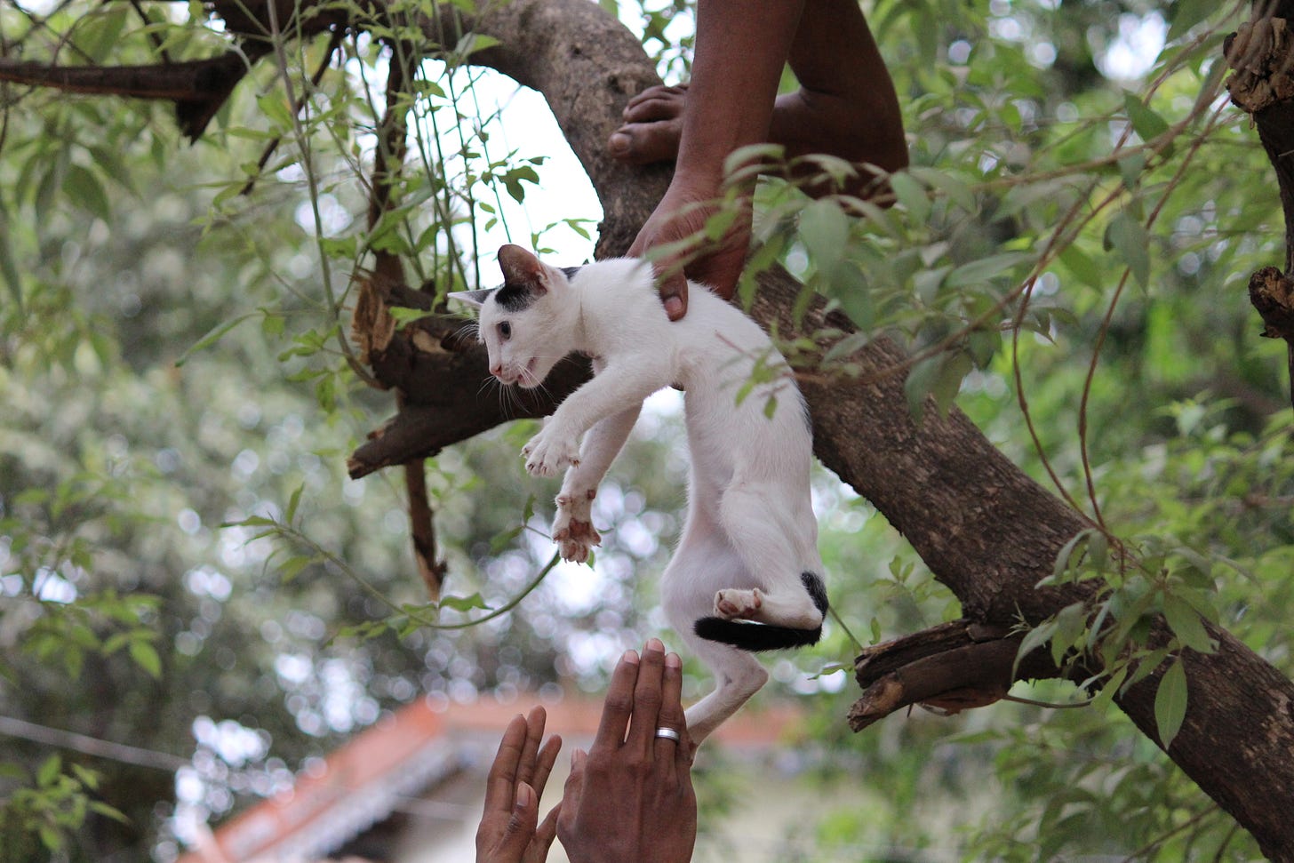 A person in a tree , only one hand and  foot visible, handing a white and gray cat with a black tail to a person with outstretched hands waiting on the ground below