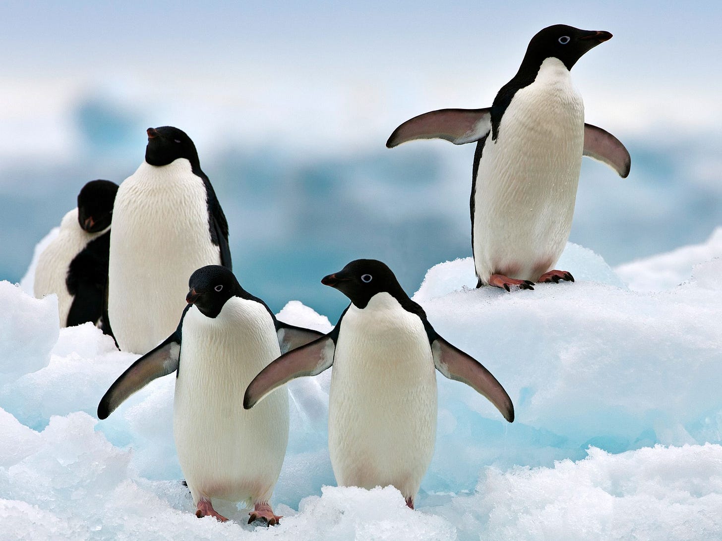 Adelie Penguin Pictures