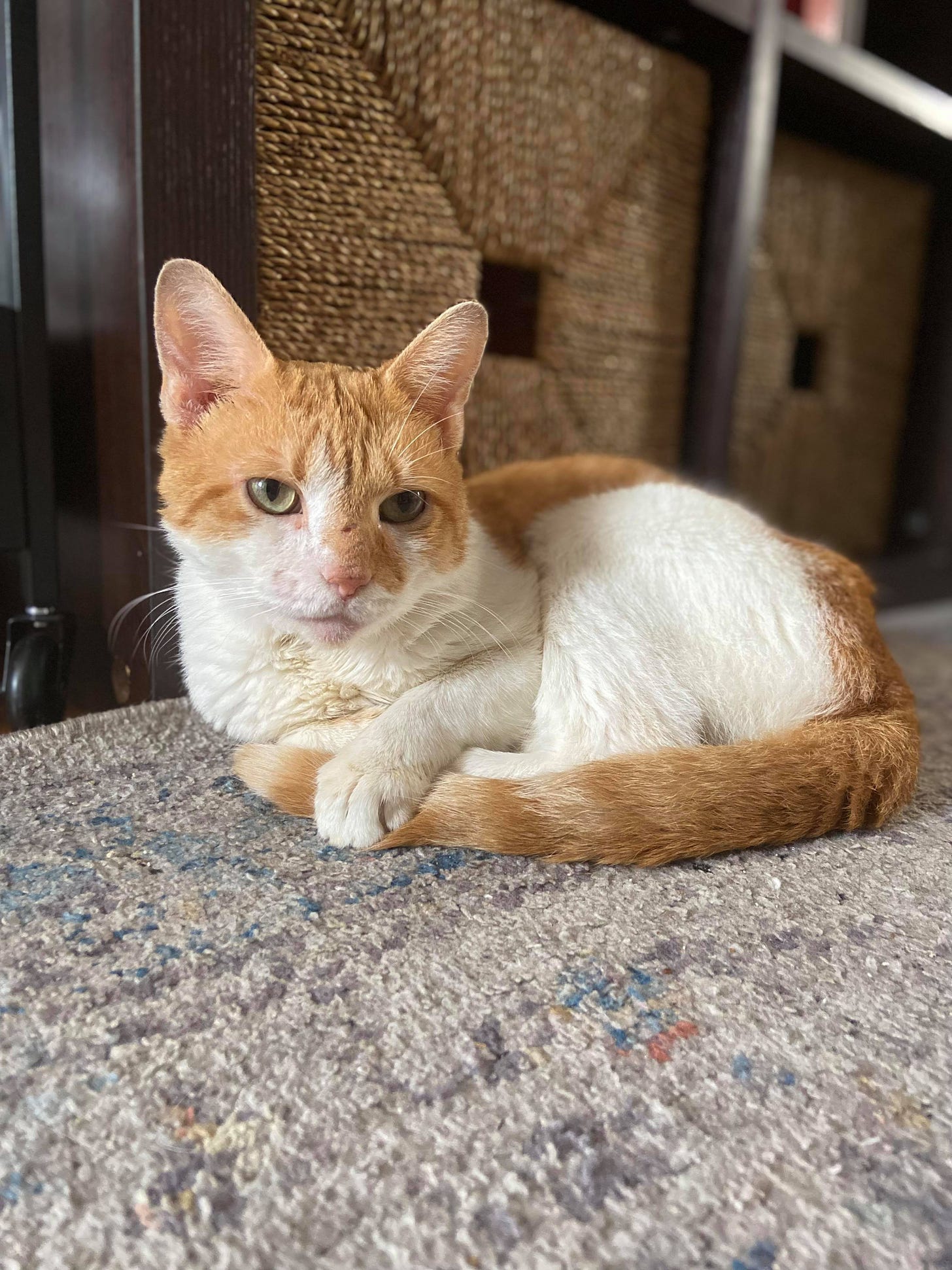 A red and white cat curled up on the floor, looking at the camera