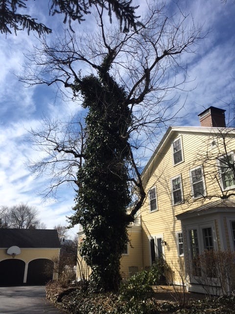 gnarled and ivy-covered tree next to yellow colonial house