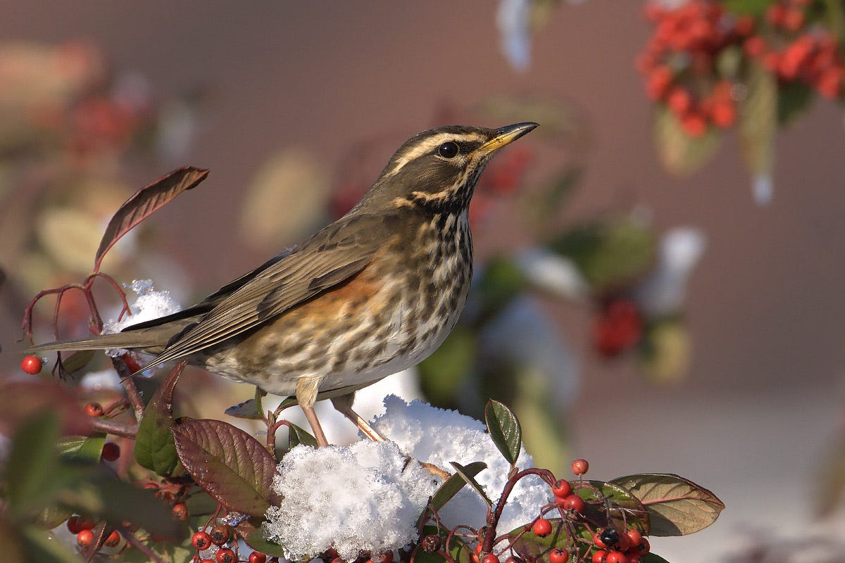 Redwing and rarer relatives photo ID guide - BirdGuides