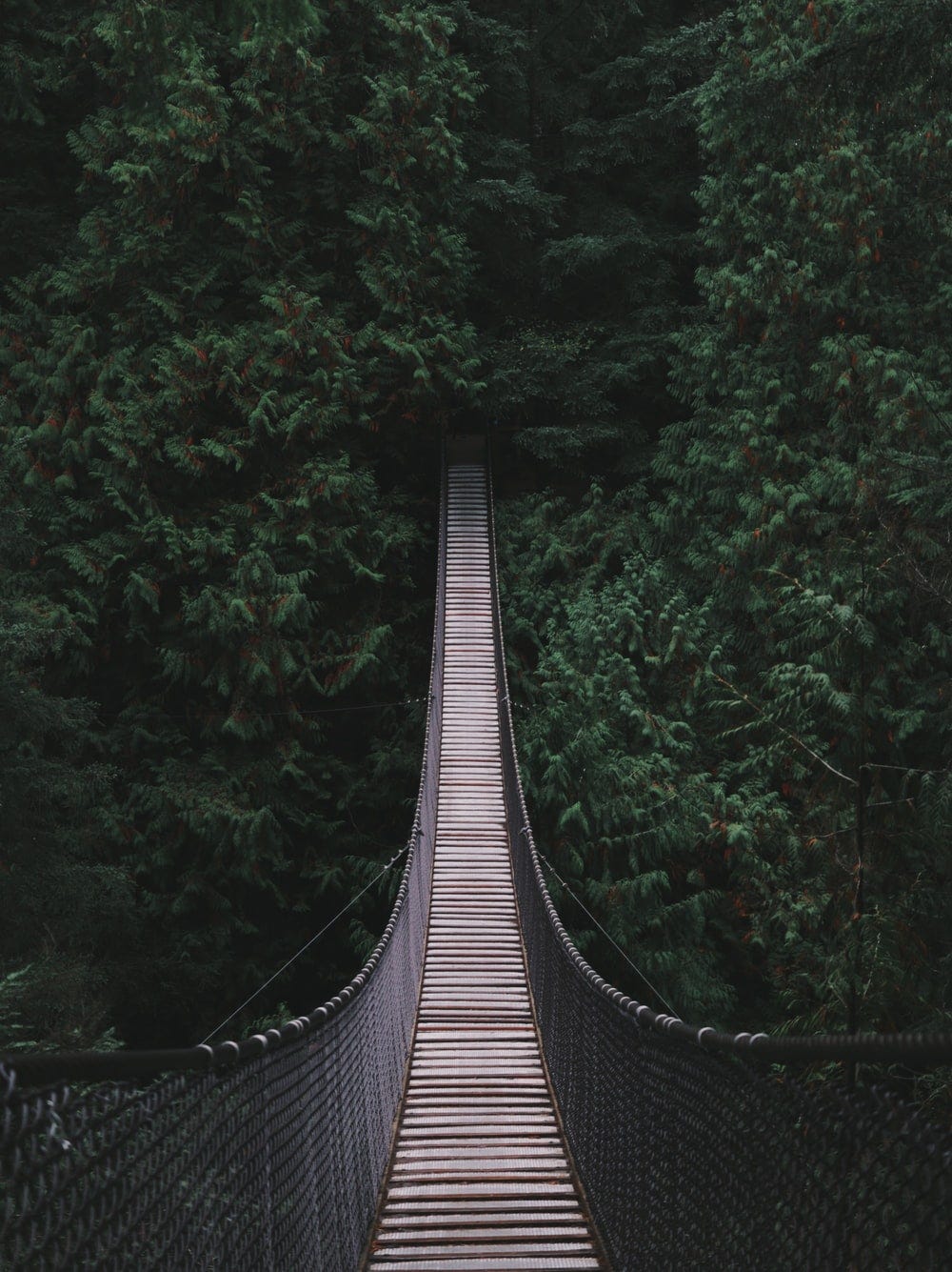 bridge in the middle of the forest