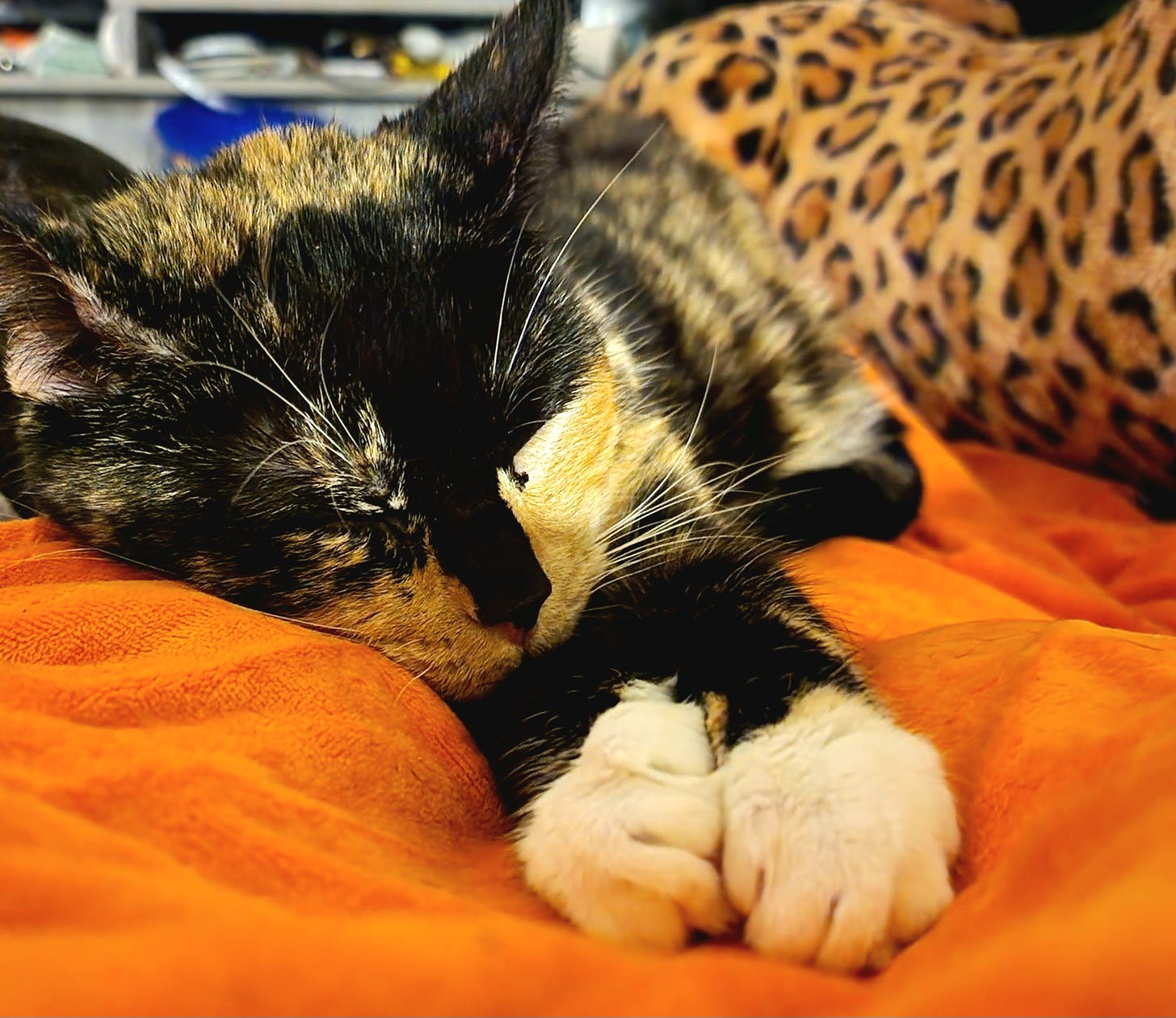 A torty/calico cat lies on an orange blanket, asleep, her paws stretched out towards the camera