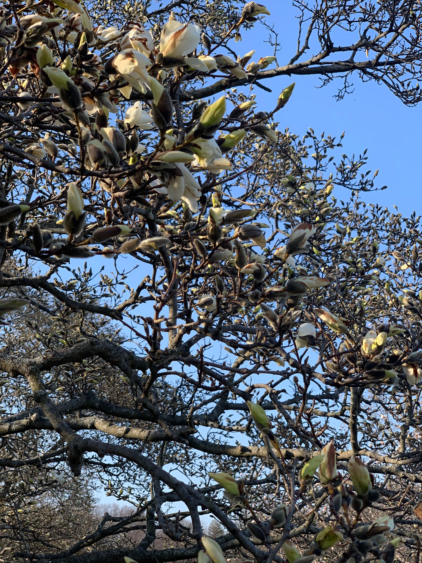 Many flowers beginning to burst forth from their buds on a Magnolia tree