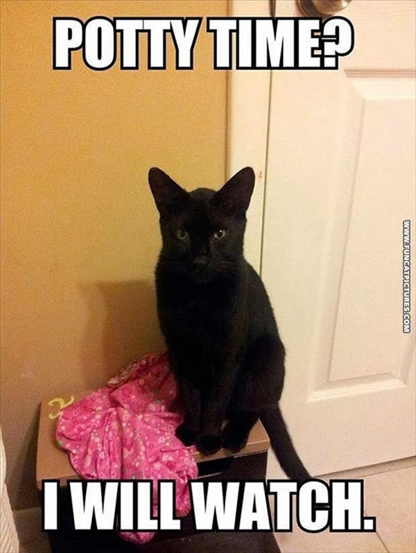 There is no privacy for cat owners | Fun Cat Pictures