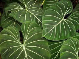 Image result for big leaf plant images