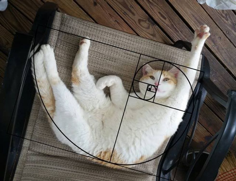 Cats Explain Mathematics in a Purrfect Way! (10+ pics) - Love Meow