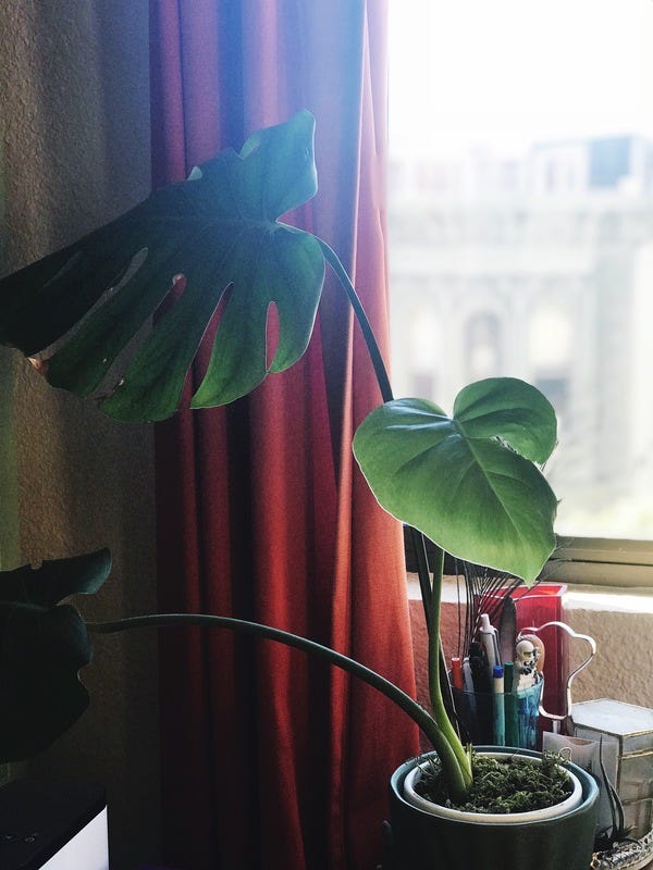 It's about time! It only took half a year, but the Monstera that I propagated finally sprouted a new baby leaf!