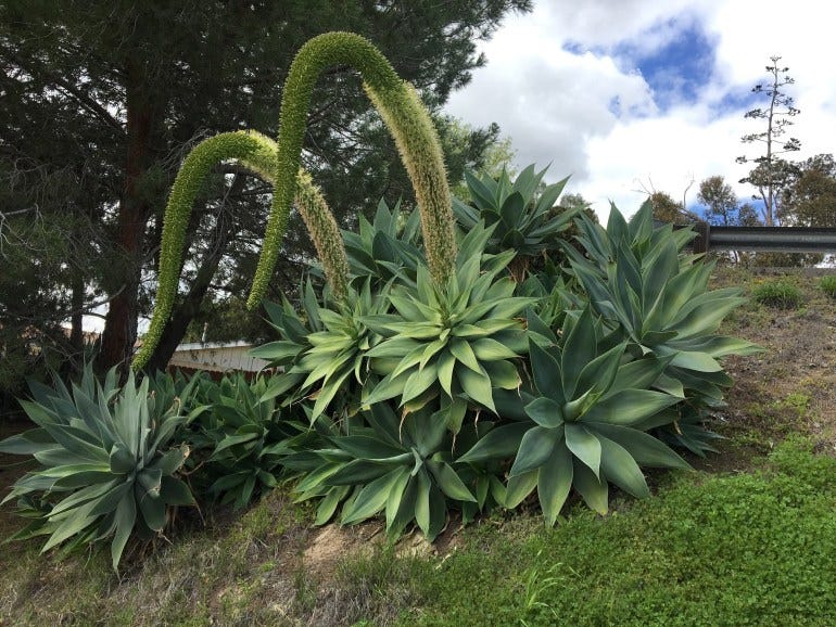 Foxtail Agave in bloom