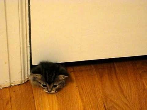 Sneaky Kitten Creeps Under | Kitten, Animal rescue site, Cute cats