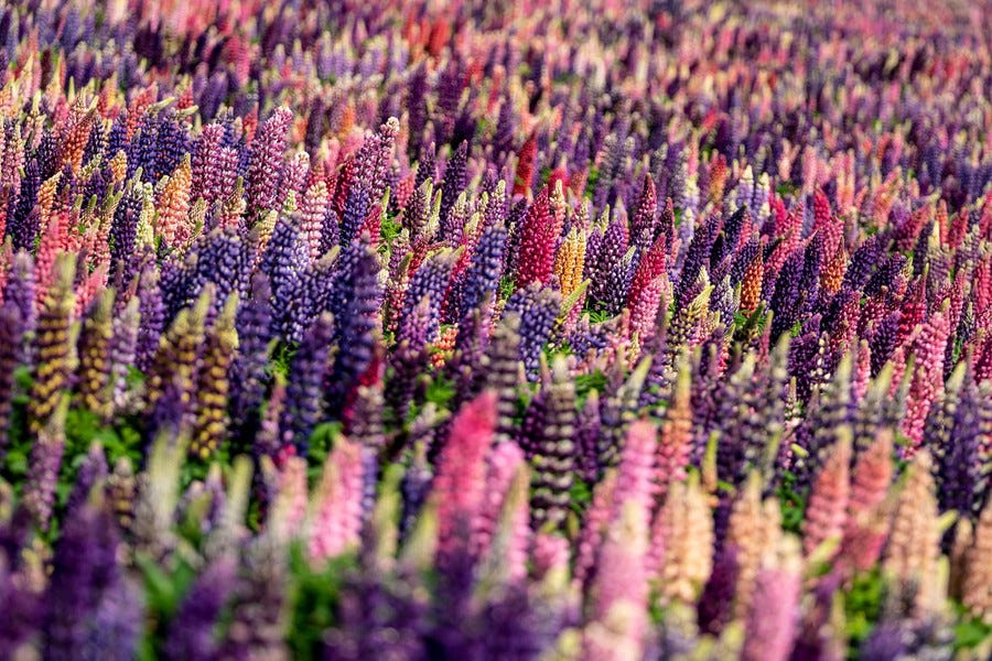 A field of colorful blooming lupine.