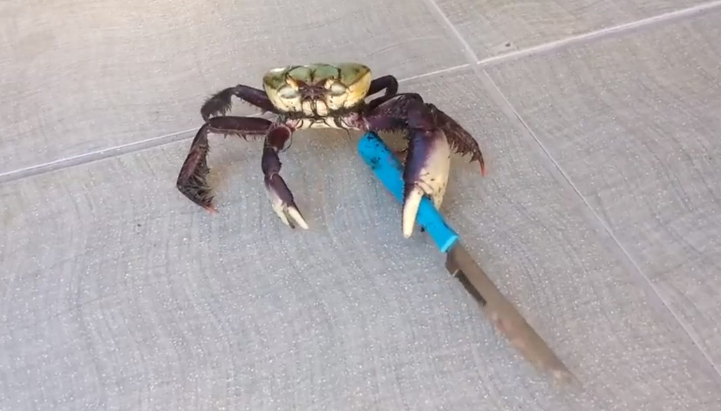 Beware the Knife-Wielding Crab
