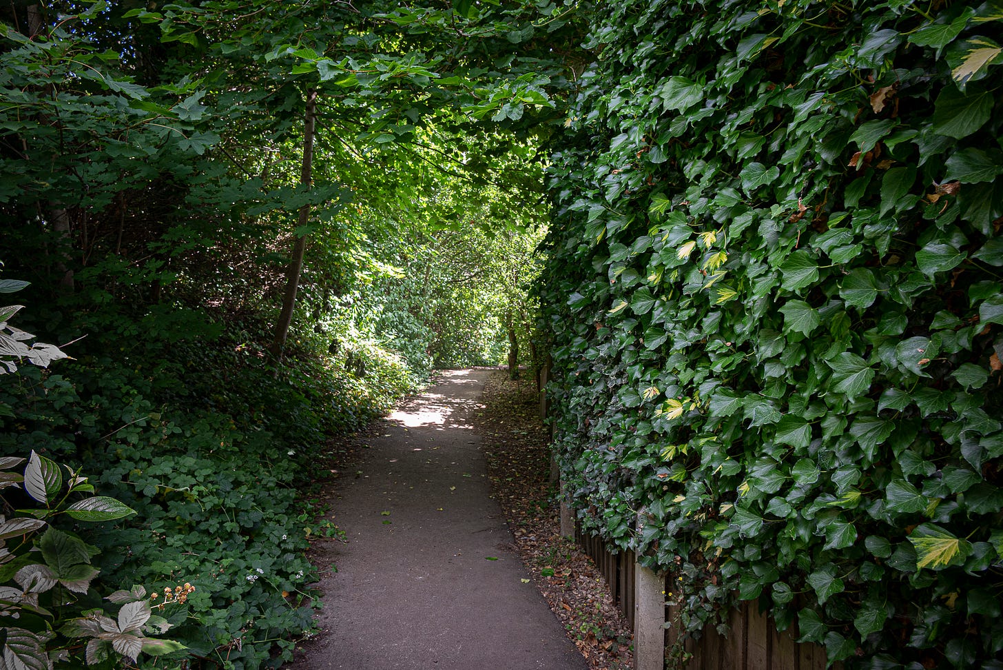 A pathway with the sun piercing through the tees and foliage on either side