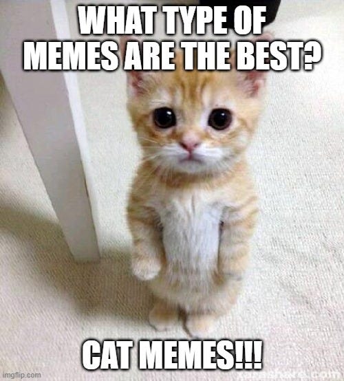 Cute Cat Meme |  WHAT TYPE OF MEMES ARE THE BEST? CAT MEMES!!! | image tagged in memes,cute cat | made w/ Imgflip meme maker