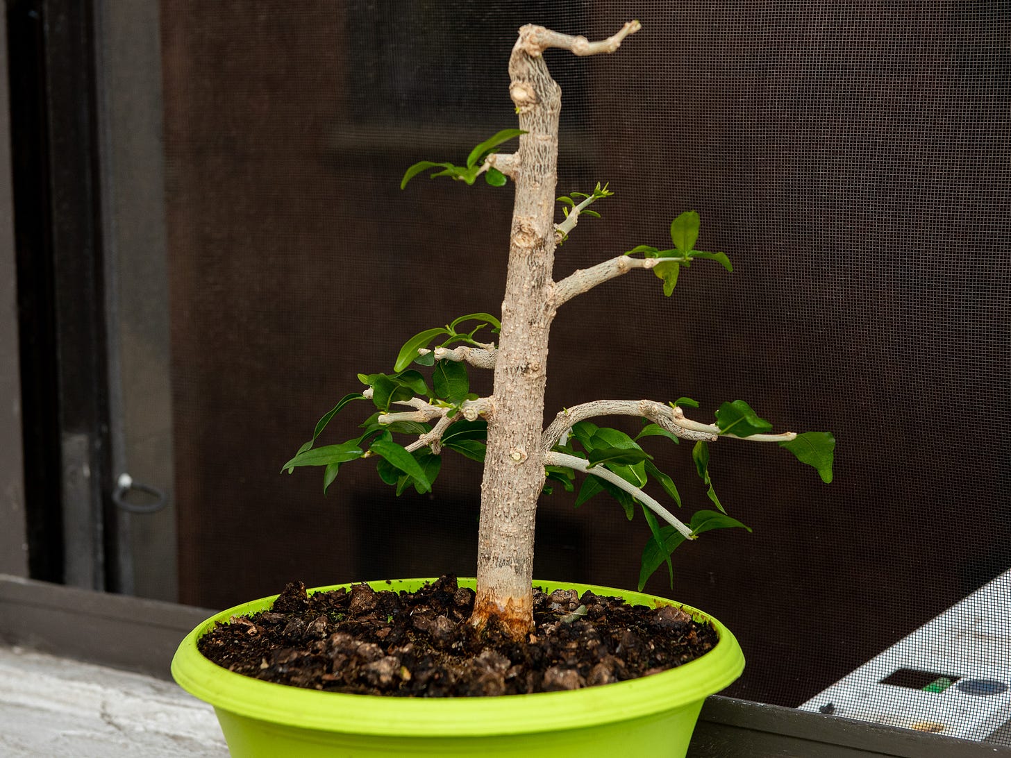 ID: Photo of water jasmine pre bonsai, heavily pruned