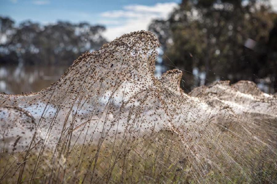 Ballooning spiders leave Australian region covered in webs