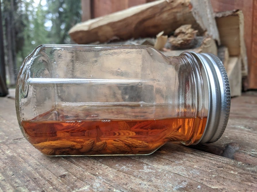 a jar of spruce tip tincture