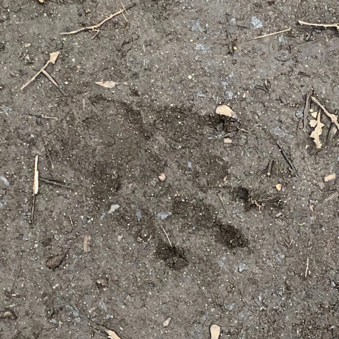 Raccoon print in the mud