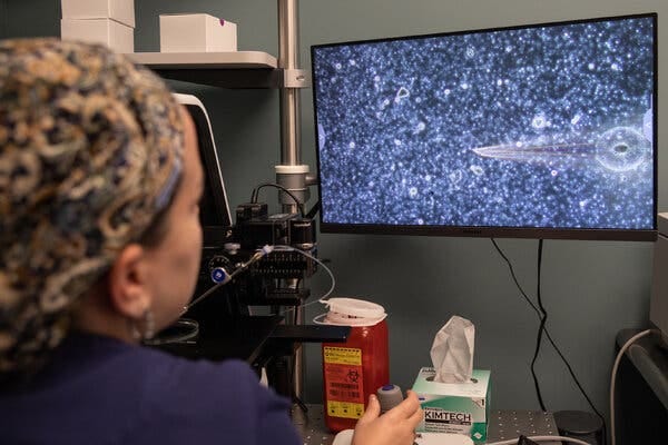 A technician uses a joystick to guide a needle that’s attached to a microscope. The microscope is also fitted with a camera, and on a screen there is a magnified image of the needle head apparently sucking up individual sperm cells.