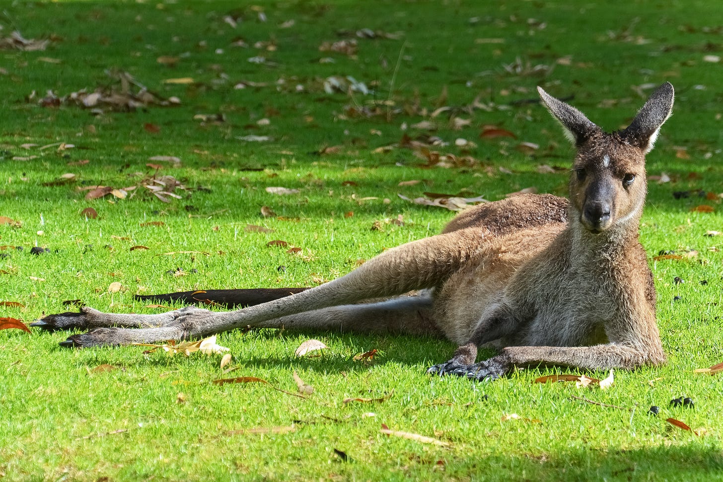 A kangaroo lounging on the grass in the sun