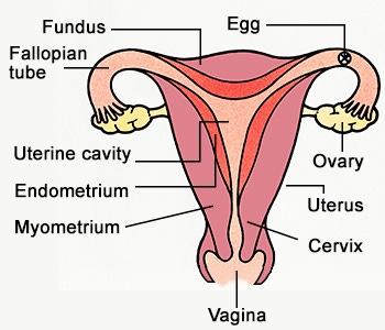labeled-female-reproductive-system-diagram.jpg | The Oncofertility  Consortium
