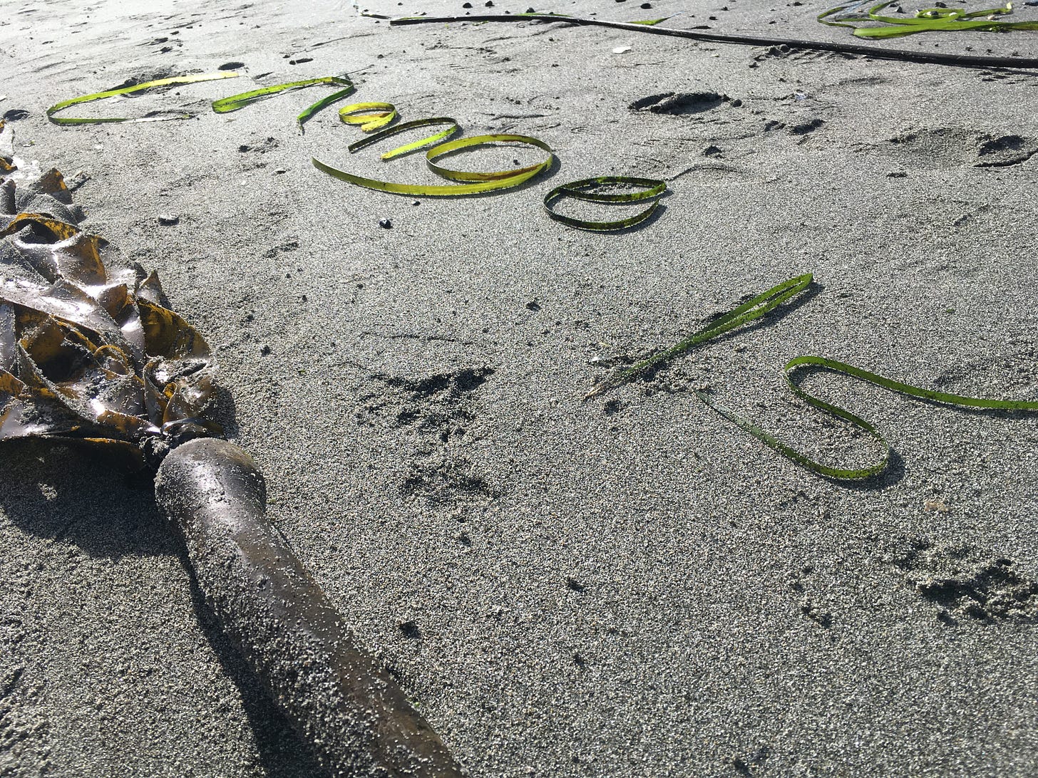 sandy beach with kelp shaped into "Change Is" at an angle. Sunlight catching the kelp so it's bright. footprints on sand.