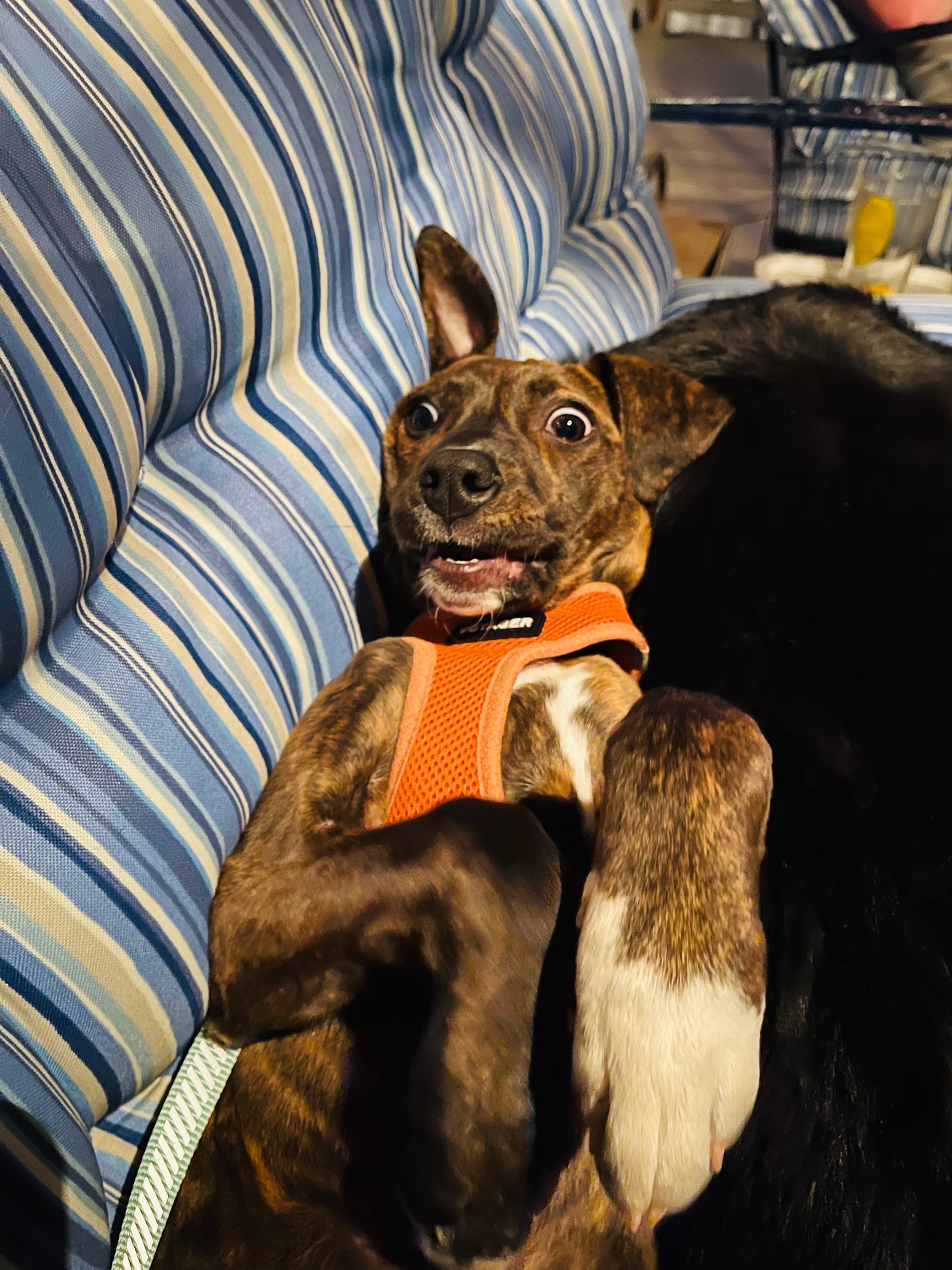 A surprised dog upside down on top of another dog on a couch, one ear is flopped up, eyes wide, mouth open