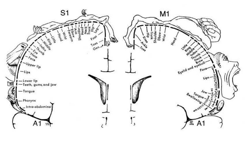 7: Cortical homunculus by Wilder Graves Penfield [174]. It represents... |  Download Scientific Diagram