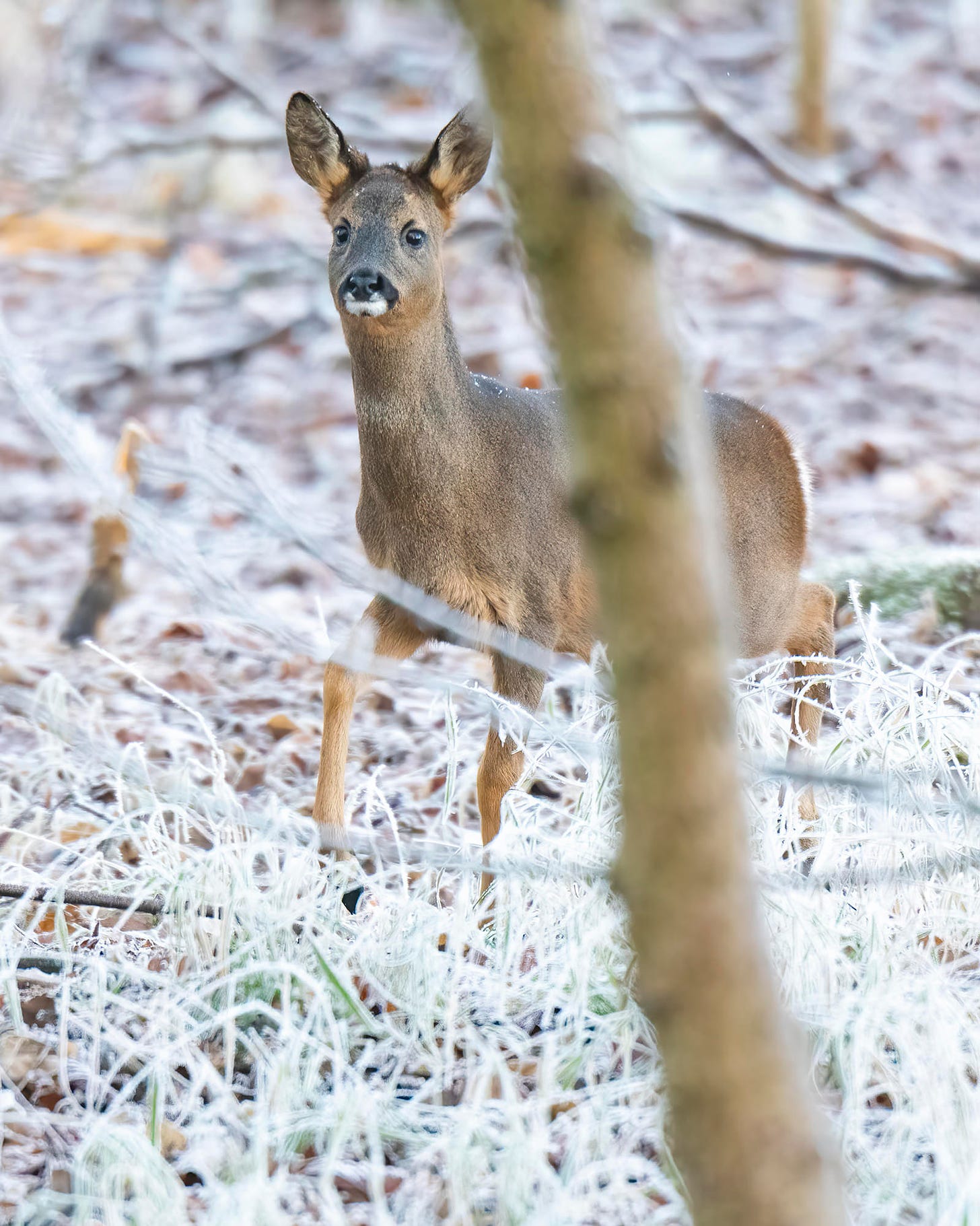 Photo of a young roe deer in a frosty wood