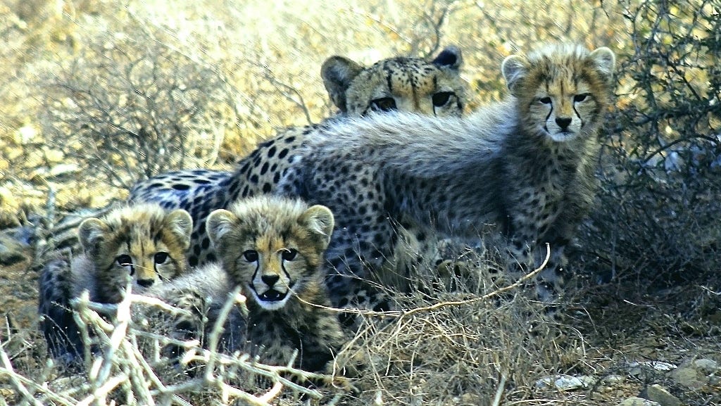 female cheetah and three cubs