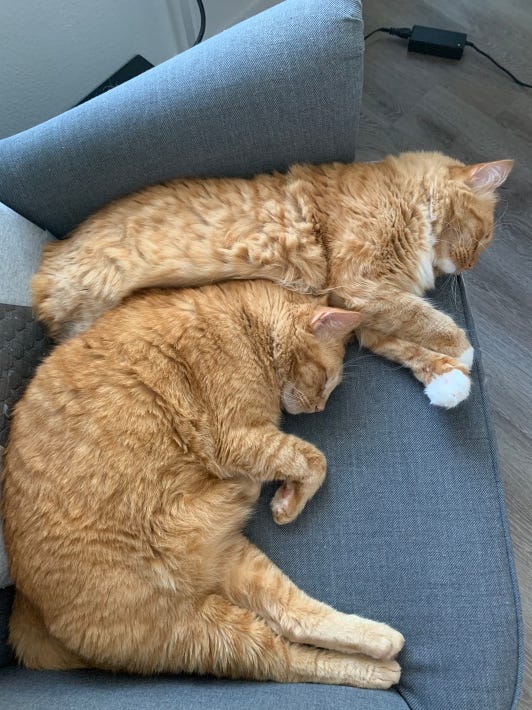 Two furry, thick orange Tabby cats sleeping together on a chair cushion