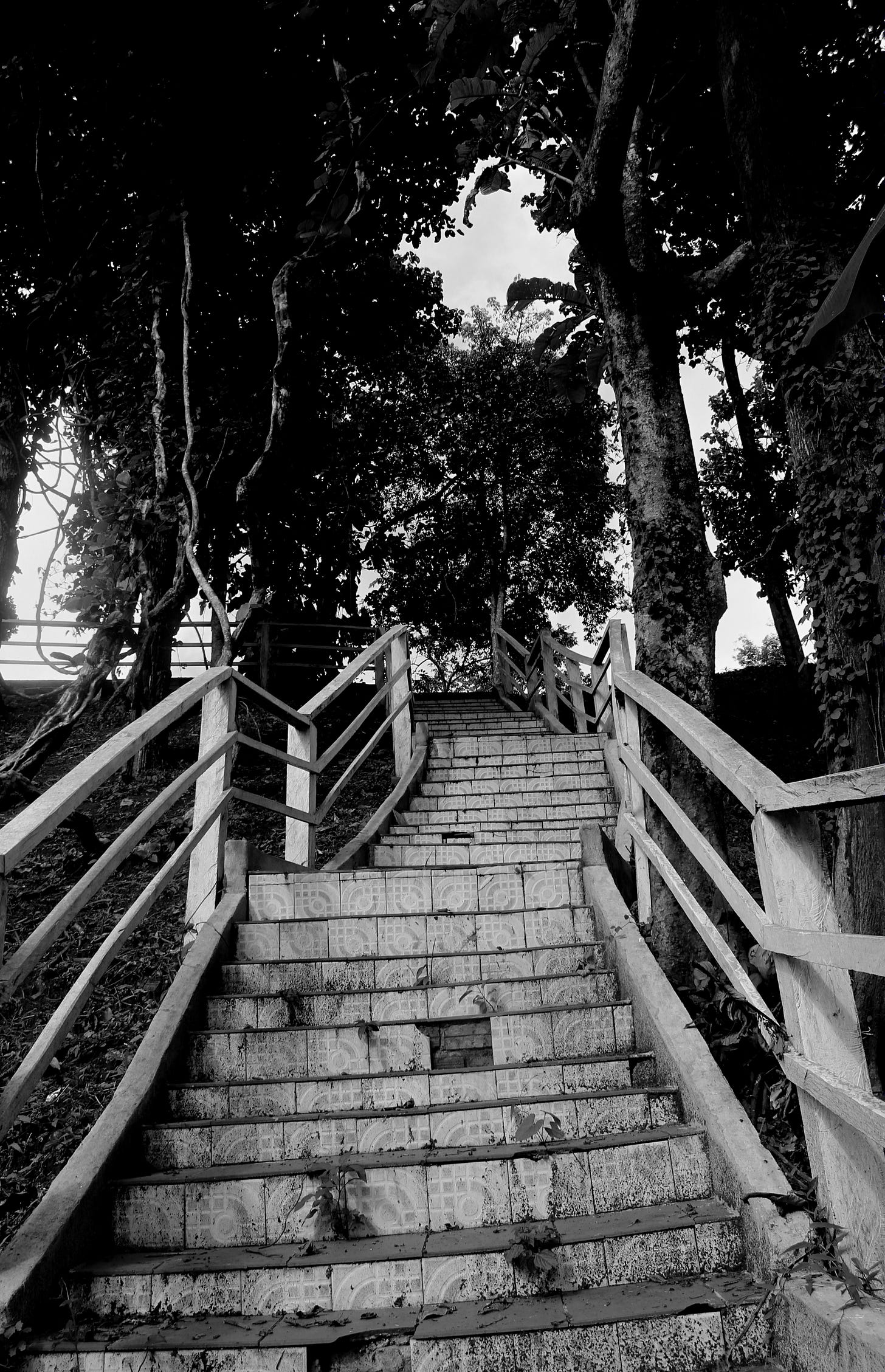 A black and white photo where there are worn steps going up a hill. Trees and vines surround the steps.