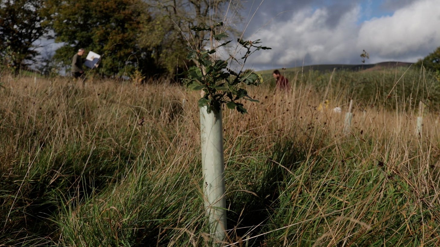 Close-up of a recently planted oak tree in a field