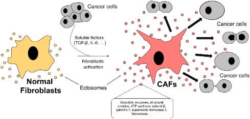 Cancer associated fibroblasts transfer lipids and proteins to cancer cells  through cargo vesicles supporting tumor growth - ScienceDirect