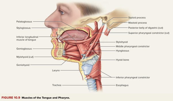 How many different muscles are there in the human tongue? - Quora
